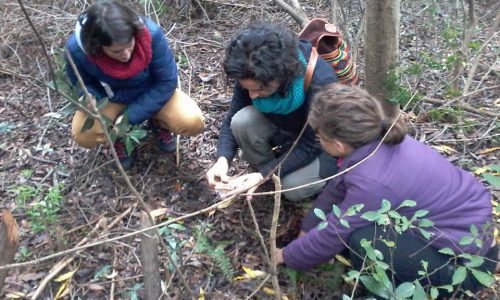 Iniciando la etapa de observación e investigación en el proceso de diseño en permacultura